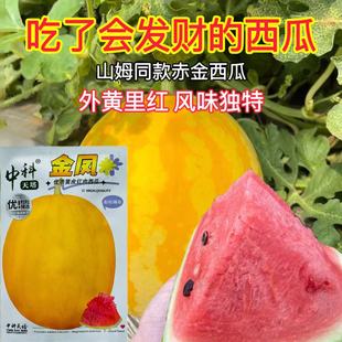 中科天塔西瓜种子金凤西瓜种籽黄皮红瓤礼品西瓜薄皮质沙脆甜种孑