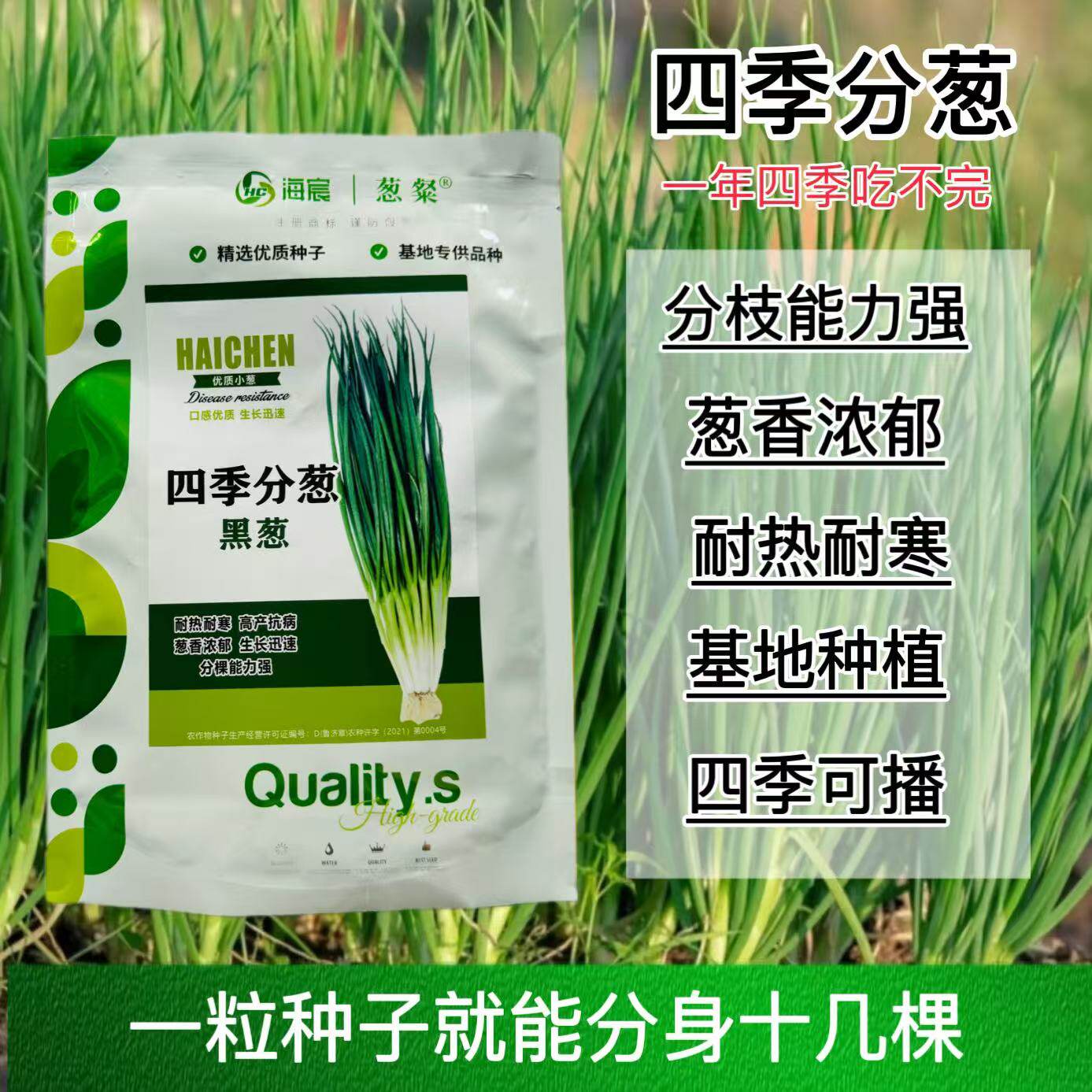 四季分葱黑葱种子分多多小葱种子黑叶分葱分蘖小香葱大田蔬菜种籽