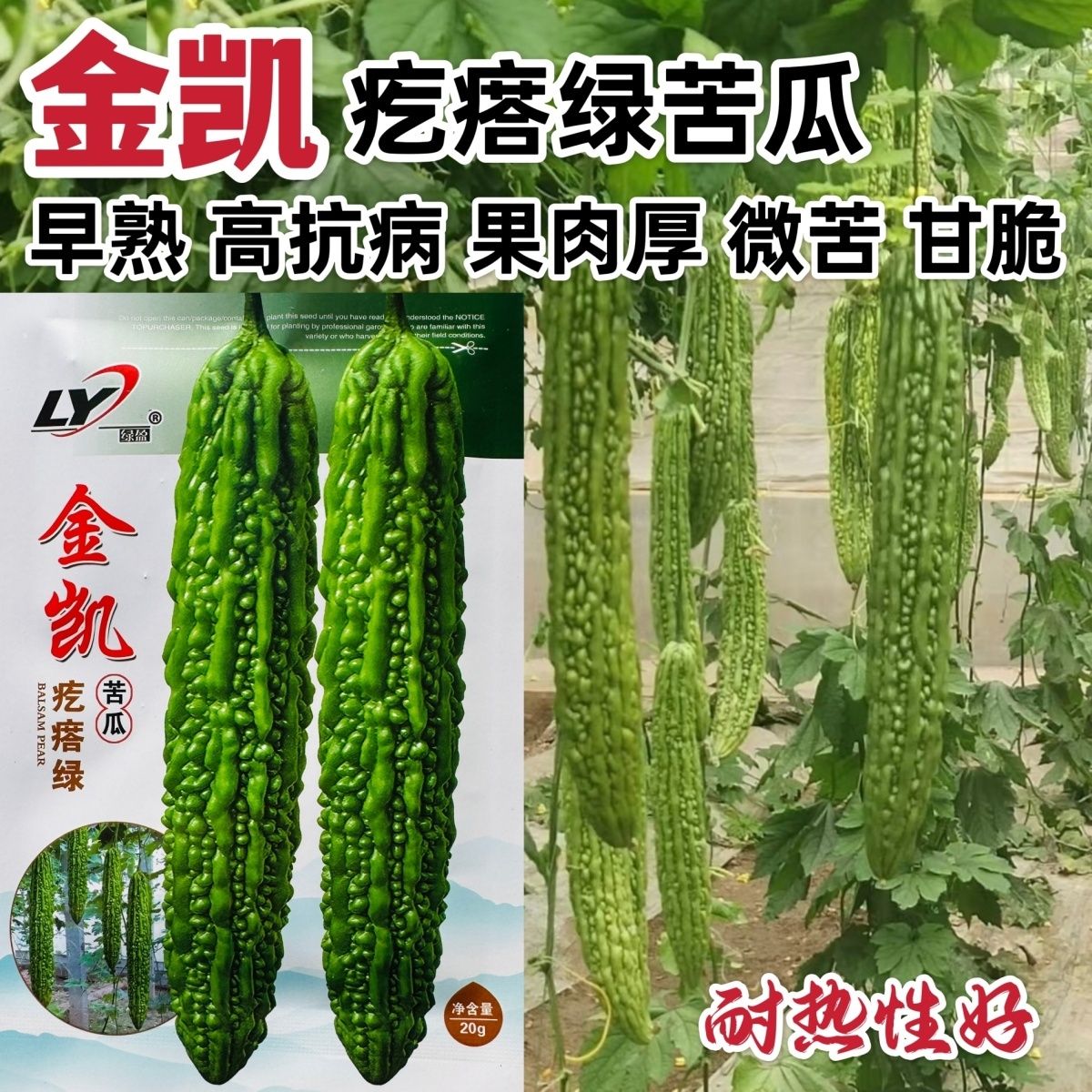 金凯疙瘩绿苦瓜种子国外引进杂交长绿苦瓜种子微苦耐热早熟长苦瓜