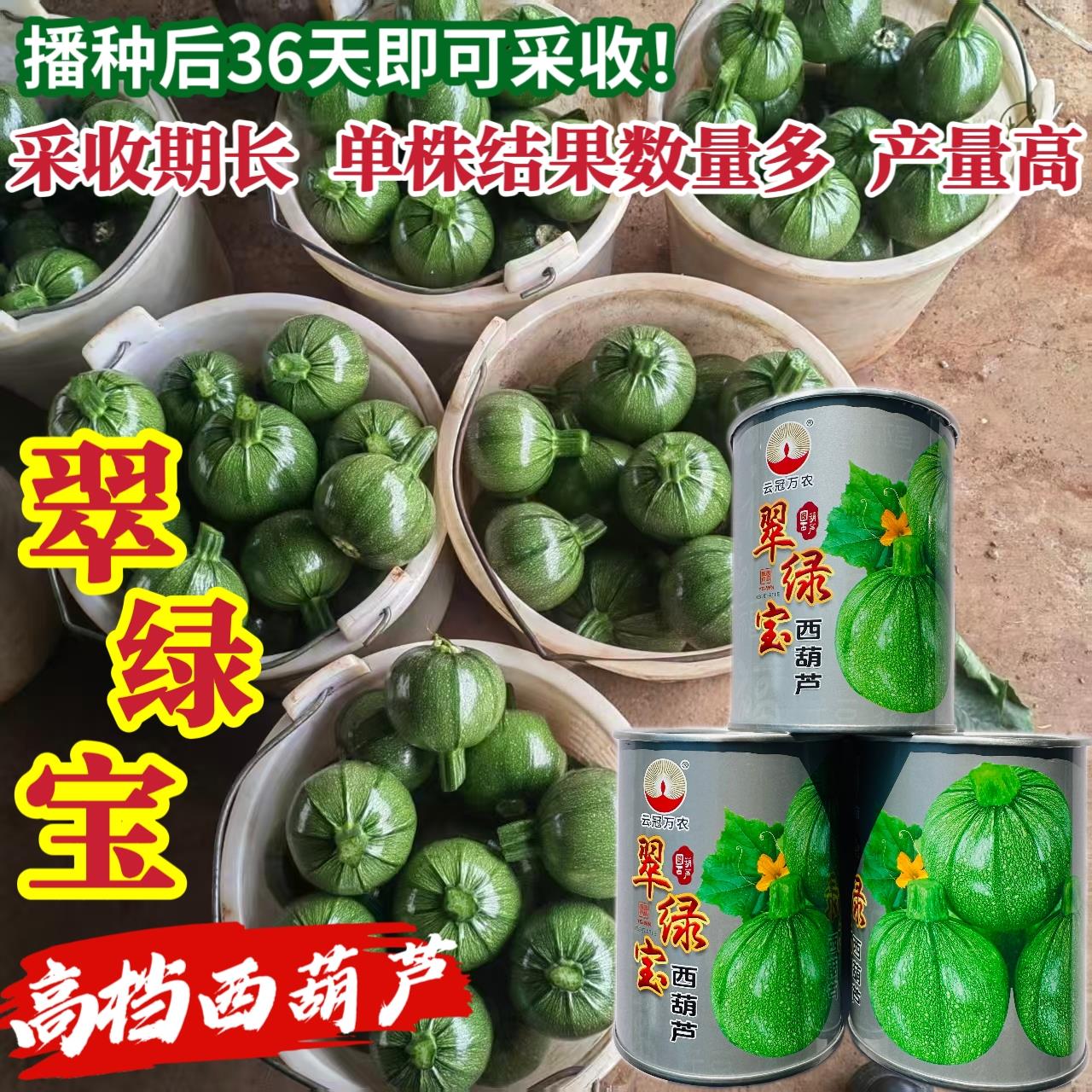 翠绿宝西葫芦种子高档无蔓圆形西葫芦种籽产量高瓜色油亮元宝小瓜