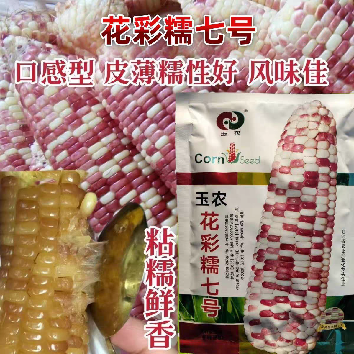 花彩糯七号玉米种子大棒彩色甜糯玉米种籽农家春秋季玉米种孑