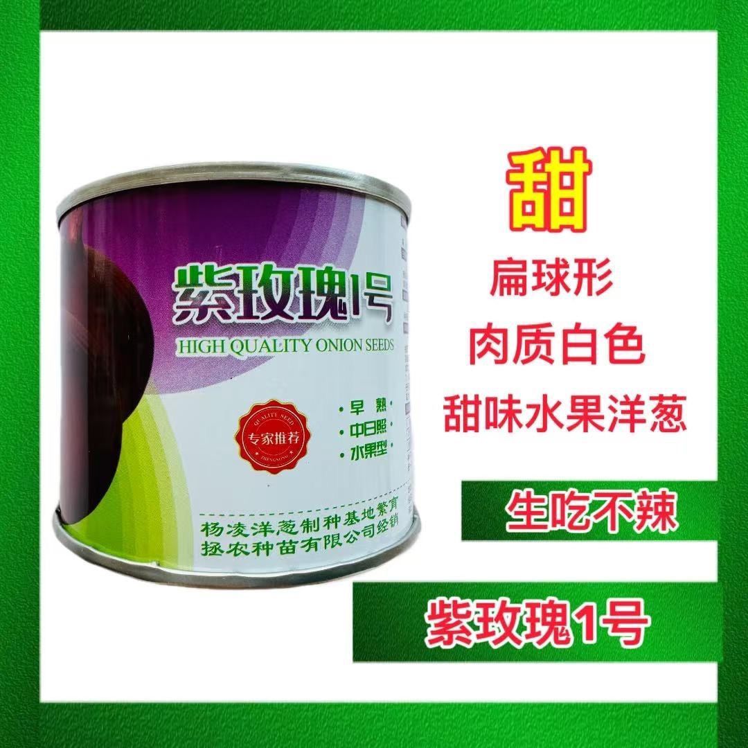 紫玫瑰1号紫红色洋葱种子早熟高产抗病紫皮洋葱种籽大田基地种植