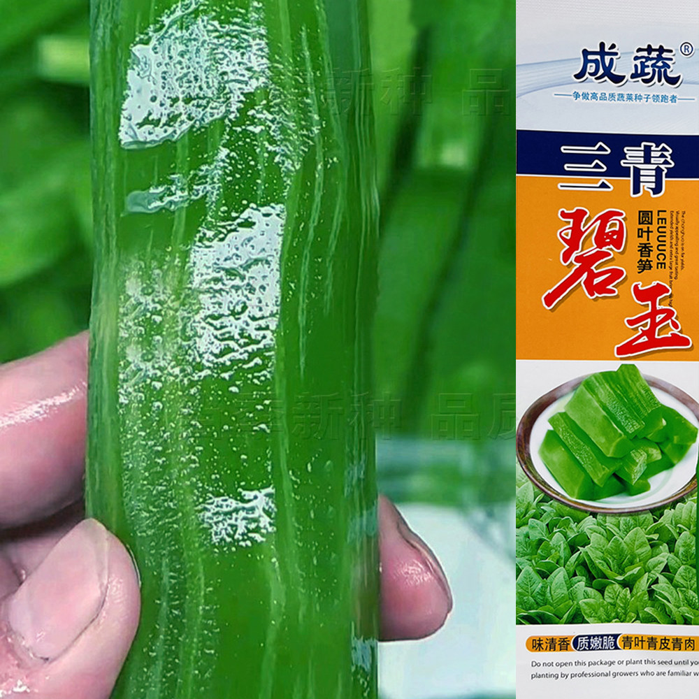 成蔬 三青碧玉莴笋种子 三青浓香高产耐寒抗病商品性佳 秋冬播种