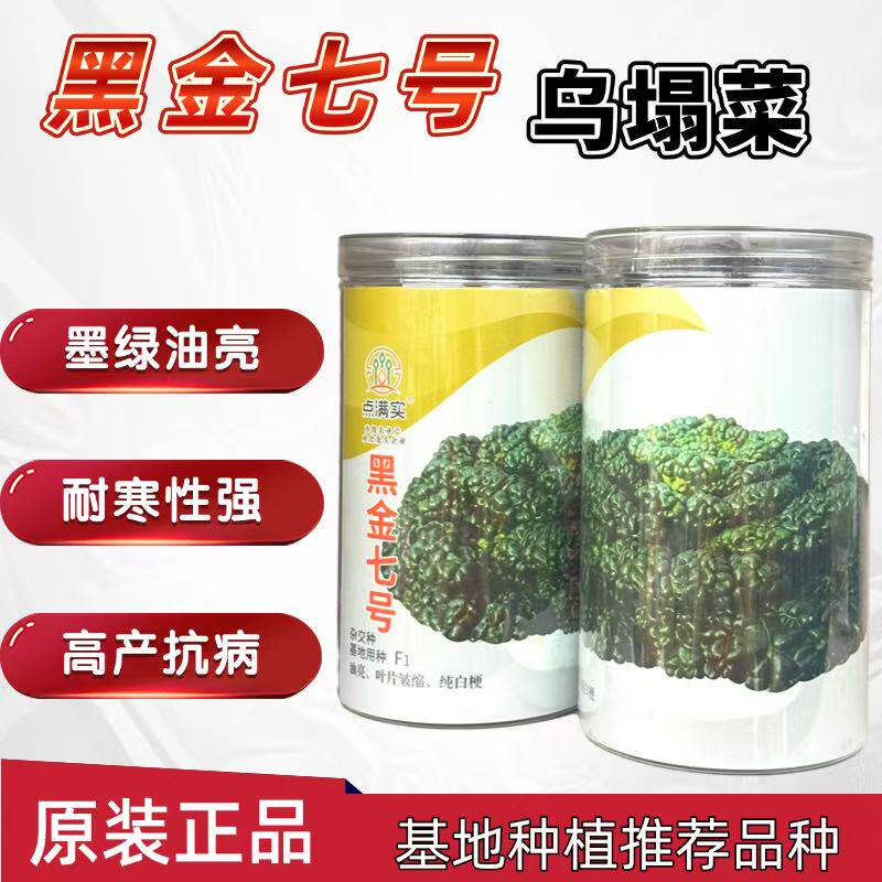 黑金七号杂交乌塌菜种子耐寒黑心乌塌菜籽菊花心秋冬青菜蔬菜种子