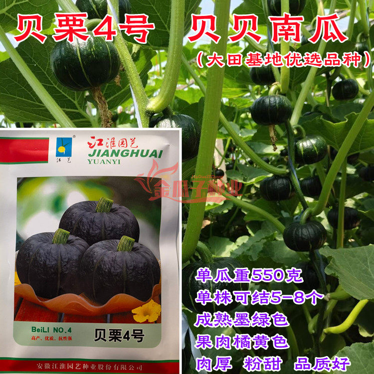 贝栗4号迷你型优质南瓜种子香甜板栗味贝栗15号高档南瓜基地用种