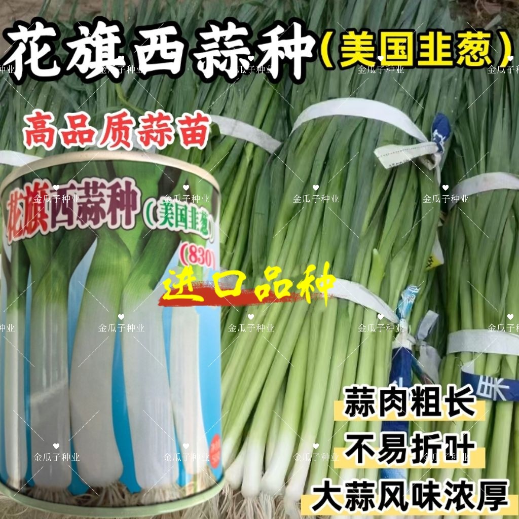 蒜苗种子花旗西蒜种子美国韭葱扁叶葱大蒜耐热耐寒春秋蒜薹种子籽