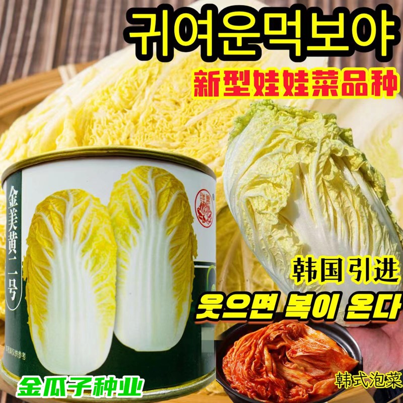 黄心娃娃菜早熟高产耐运输耐贮存