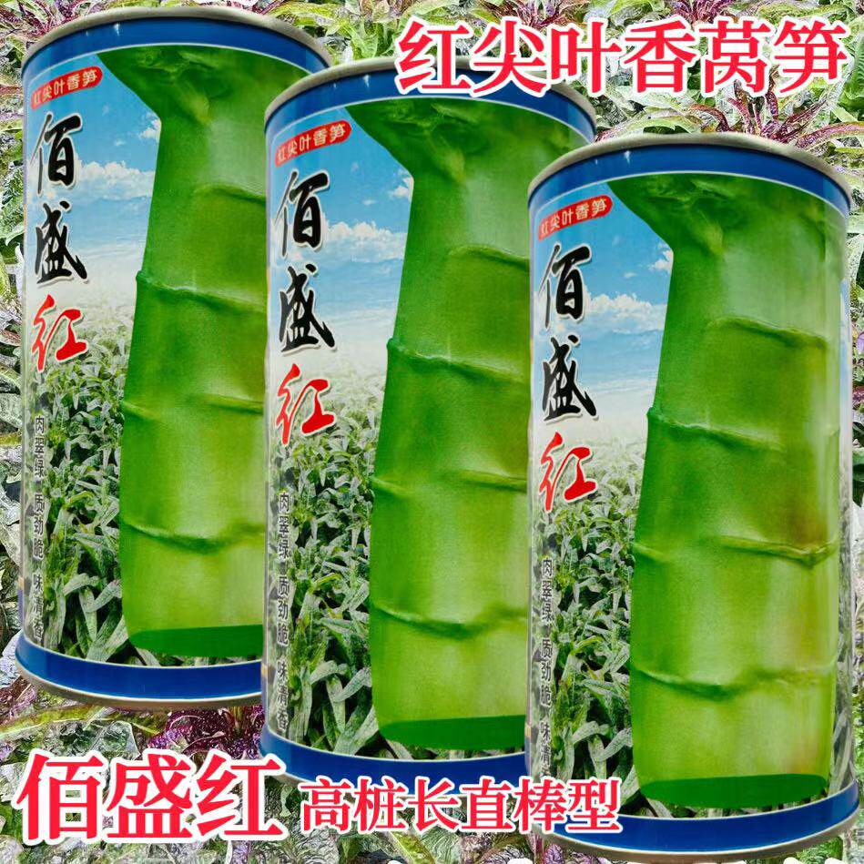 佰盛红莴笋种子耐热抗高温红尖叶高桩香莴苣种籽适广性强蔬菜种孑