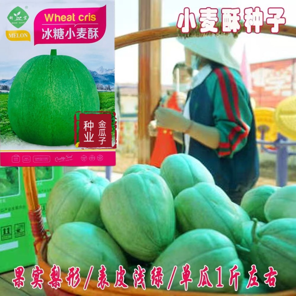 冰糖小麦酥香瓜种籽香甜酥脆水果甜瓜种子薄皮香瓜种春秋蔬菜种孑