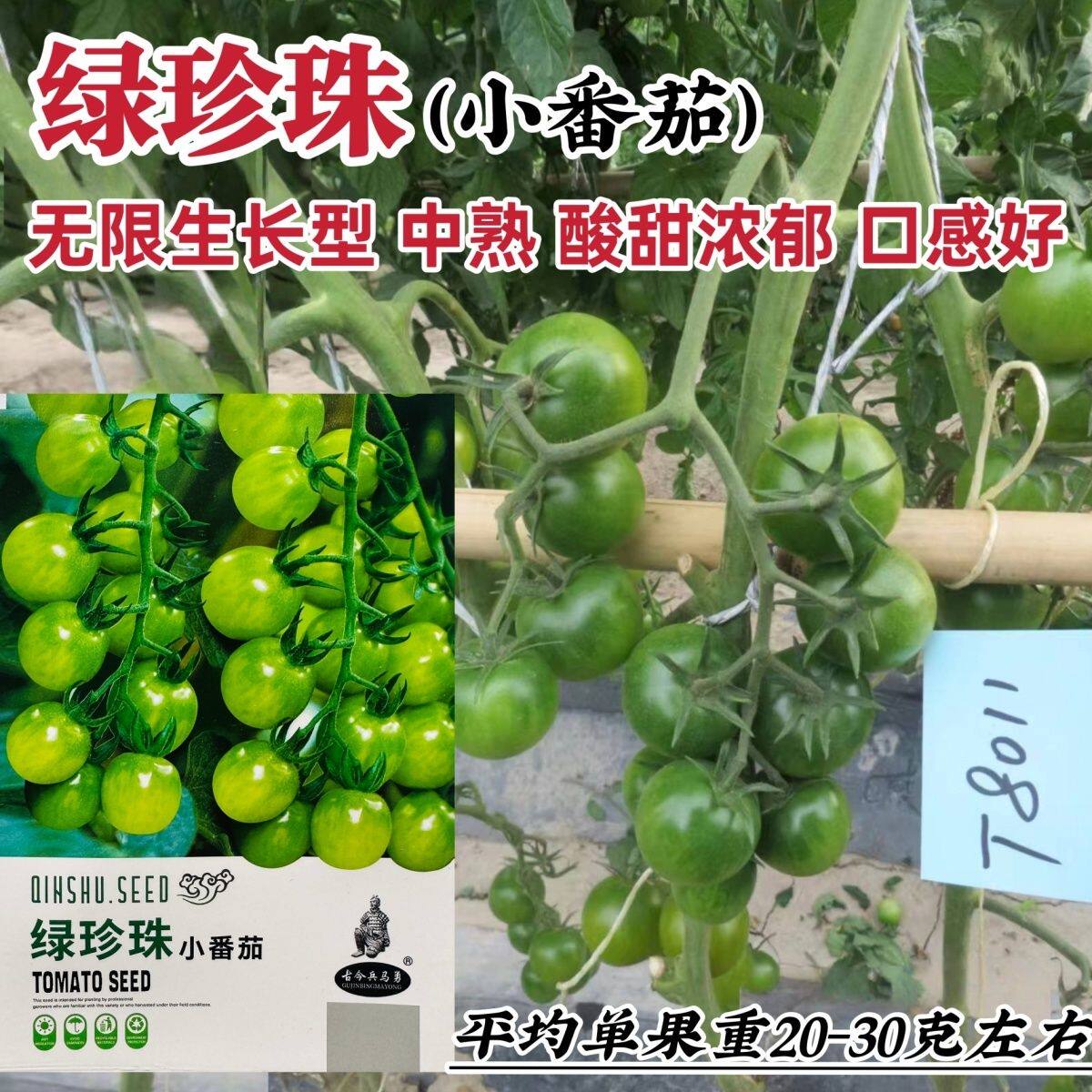 珍珠小番茄种子绿色樱桃番茄种子贼不偷口感脆甜水果种籽大田盆栽