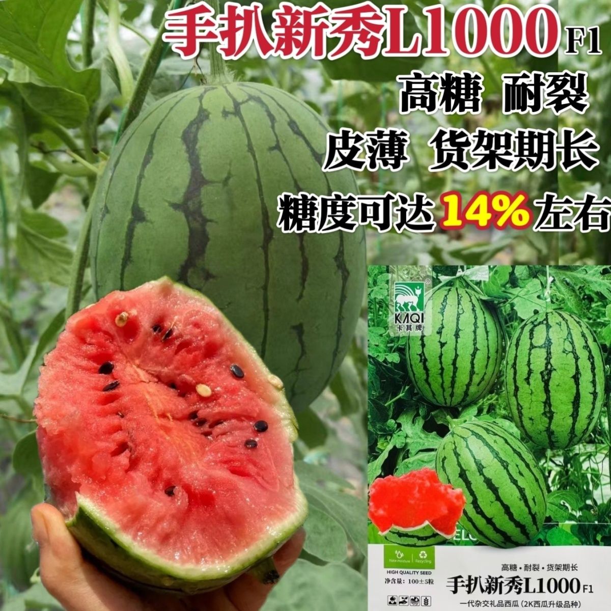 手扒新秀L1000西瓜种子超甜早熟杂交一代2K升级礼品西瓜种籽皮薄