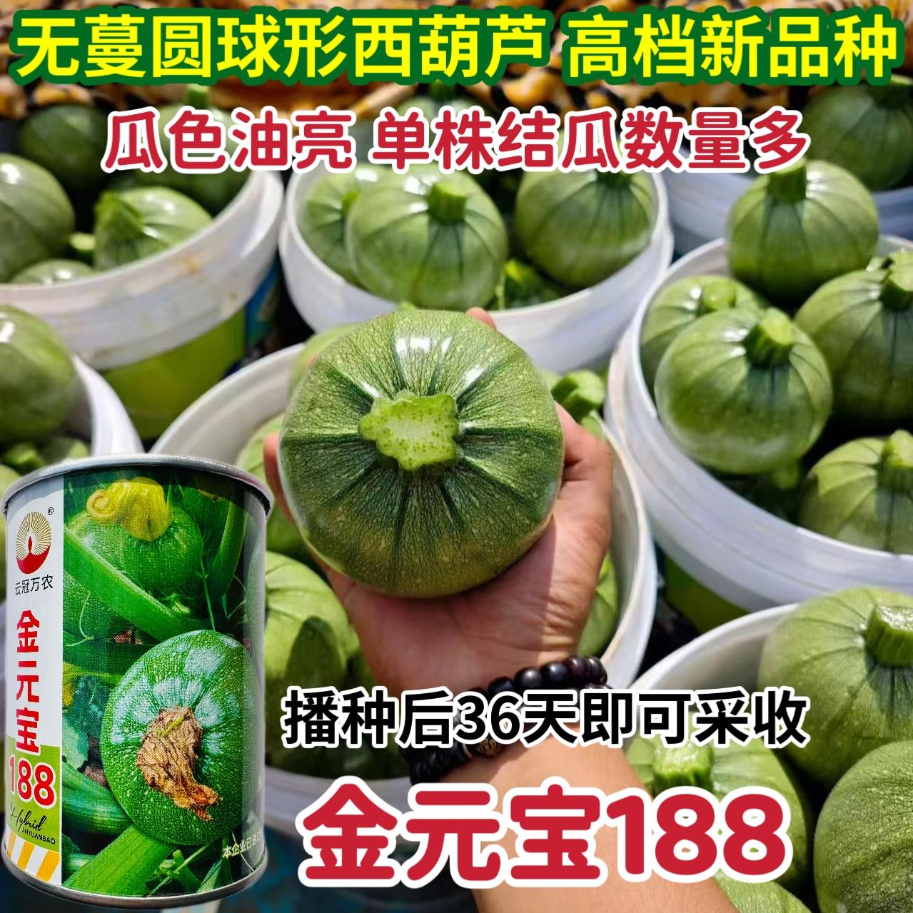 金元宝188西葫芦种子新高档圆形西葫芦种籽产量高圆球形小瓜种子