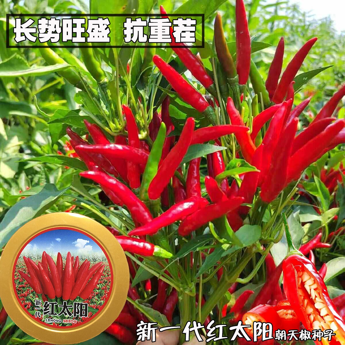 乐农红太阳朝天椒辣椒种子高辣椒长簇生早熟春种 盆栽阳台农家
