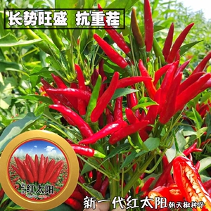 乐农红太阳朝天椒辣椒种子高辣椒长簇生早熟春种 盆栽阳台农家