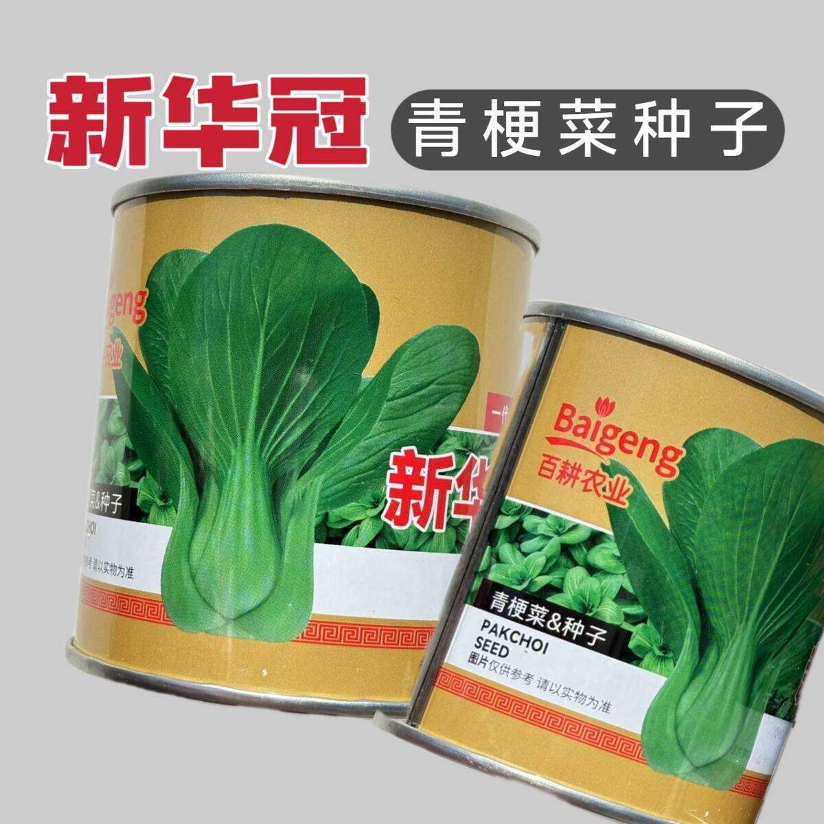 新卡其华冠小白菜种子青梗菜抗病抗热耐寒耐雨四季播盆栽小青菜种