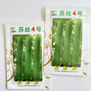 苏丝4号丝瓜种子高产抗病耐热耐寒农家菜园大田基地种植丝瓜种籽