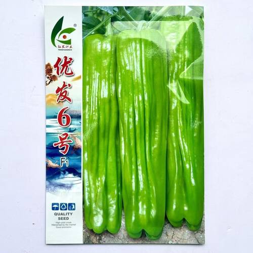 优发六号辣椒种子早熟黄绿皮大果薄皮泡椒种子竖条纹长灯笼型微辣