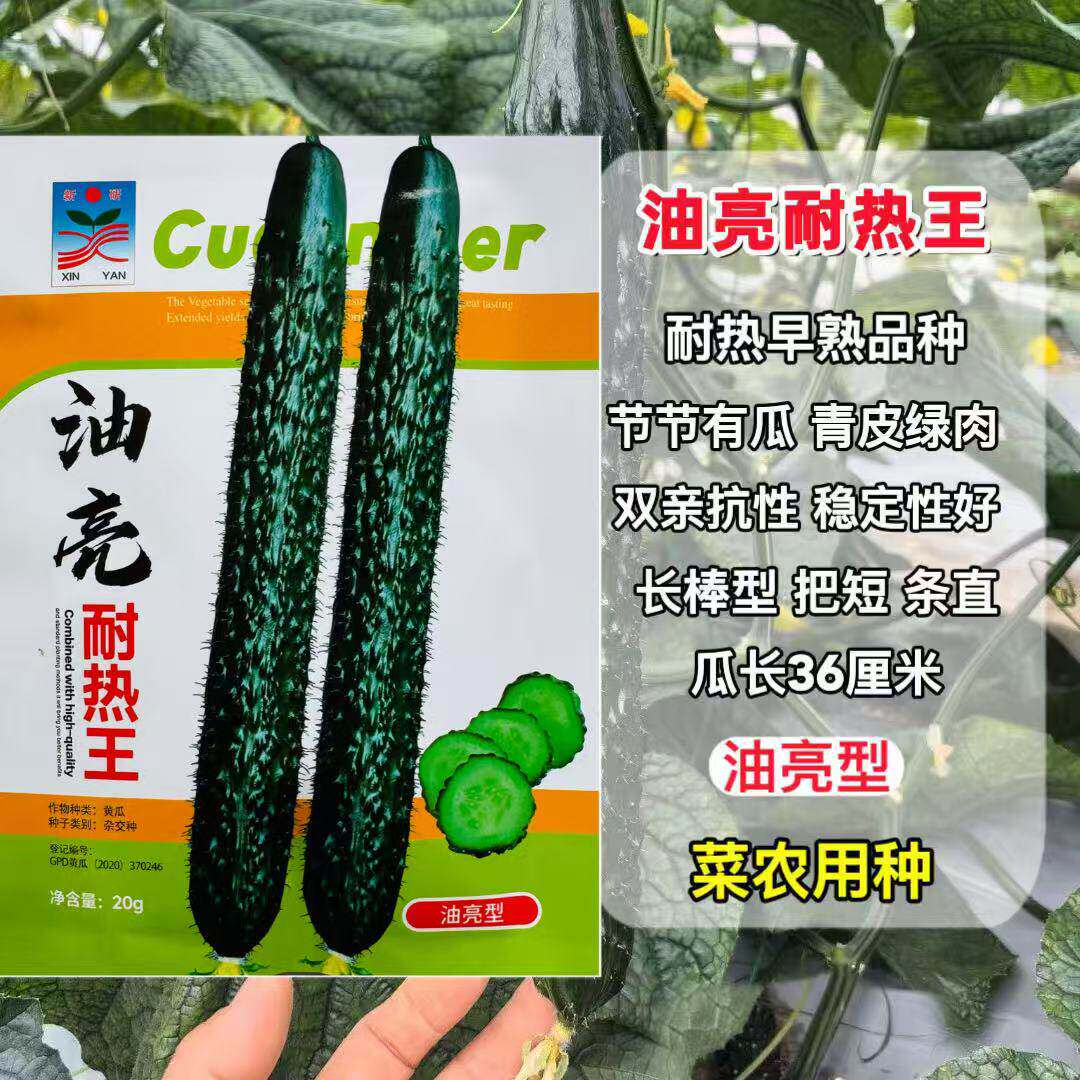 油亮耐热王黄瓜种子绿瓤长黄瓜种籽春夏秋季耐热密刺大田高产早熟