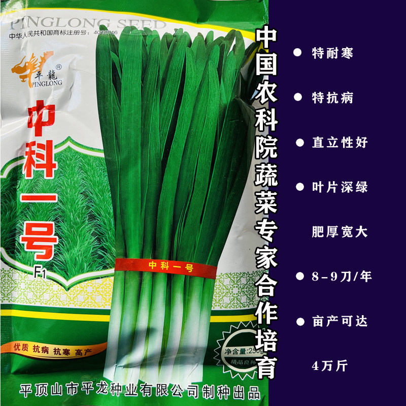 中科一号韭菜种子抗寒不休眠高产