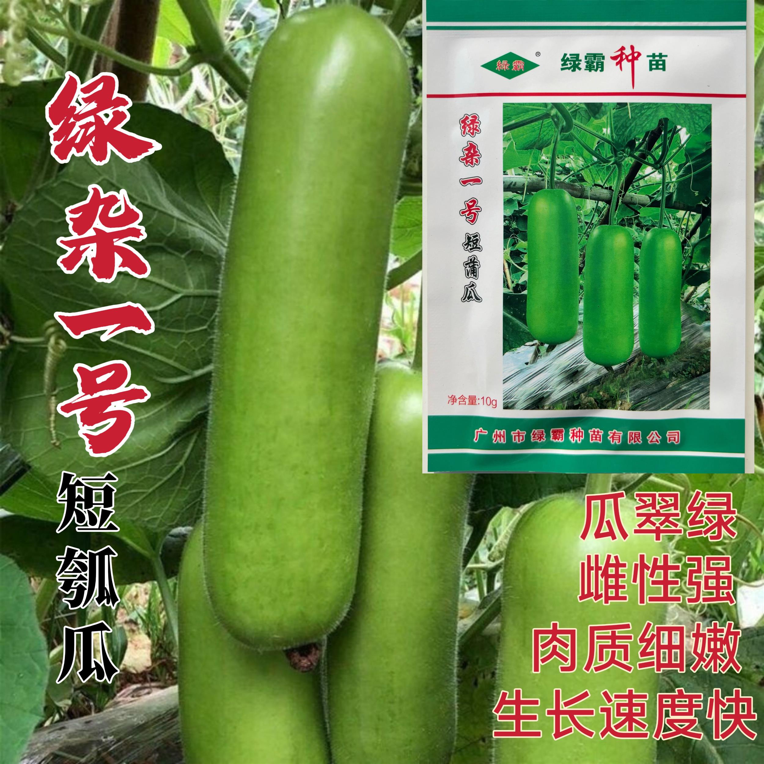 绿杂一号短蒲瓜种子早熟翠绿色短瓠瓜菜葫芦瓜瓠子瓜种籽