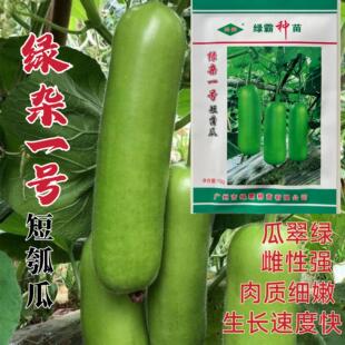 绿杂一号短蒲瓜种子早熟翠绿色短瓠瓜菜葫芦瓜瓠子瓜种籽