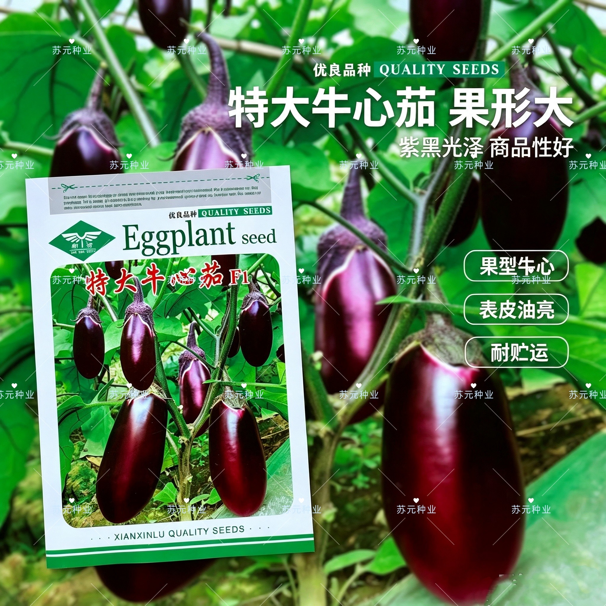 特大牛心茄种子 罐茄种籽 紫把紫红色茄子种子高产早熟抗病坐果好