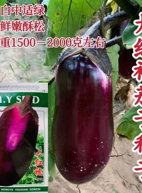 新品大红袍紫色茄子种子抗病早熟杂交一代新品种春夏秋蔬菜种子