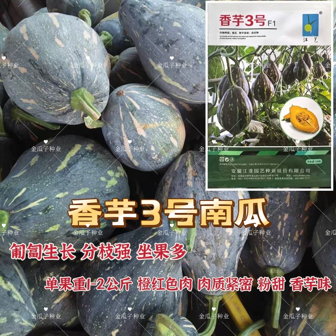 高产香芋3号南瓜种子板栗味南瓜种家庭春秋香芋味中早熟南瓜种籽