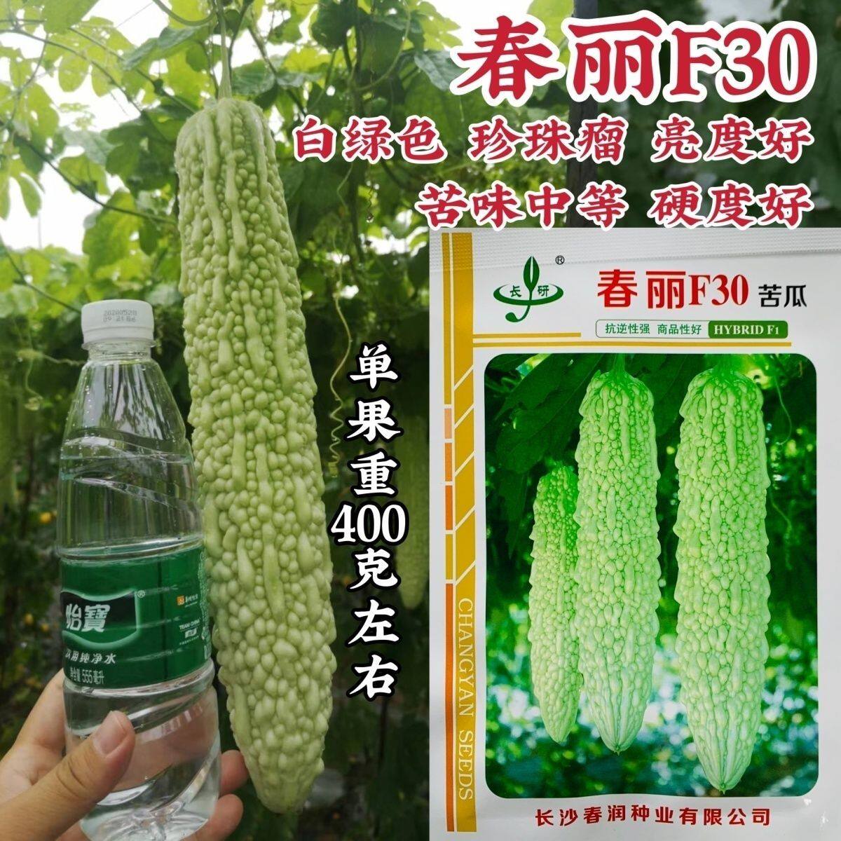 春润苦瓜种子春丽F30杂交苦瓜种子珍珠瘤苦味中等白绿色苦瓜种籽