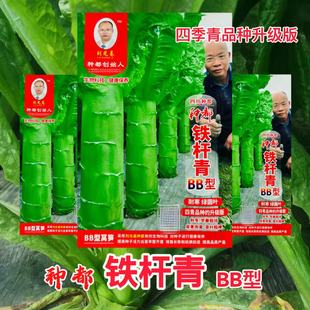 种都铁杆青BB型青皮绿肉香莴笋种子高产耐热耐寒基地蔬菜种子