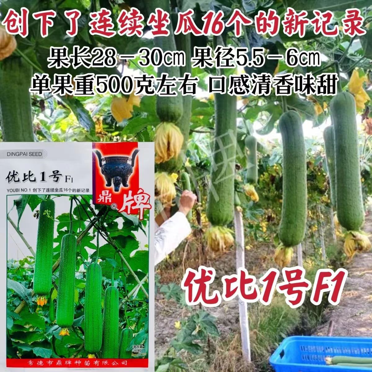 鼎牌优比1号丝瓜种子早熟特长丝瓜种籽孑口感清香味甜耐热挂果多