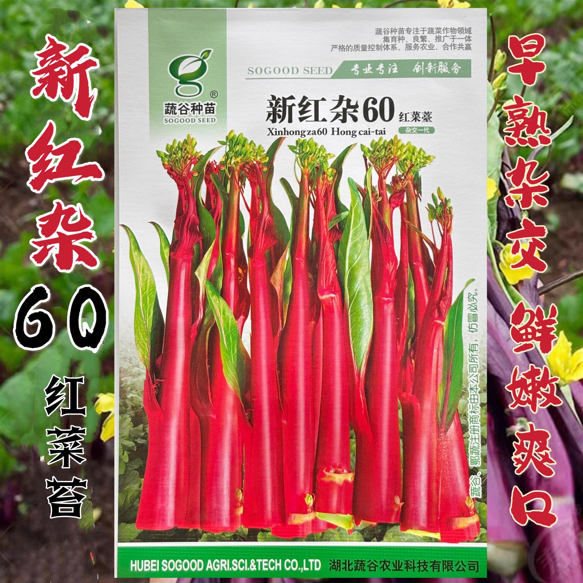 新红杂60甜菜苔种子菜心种子速生耐热耐湿农家甜菜心嫩菜苔