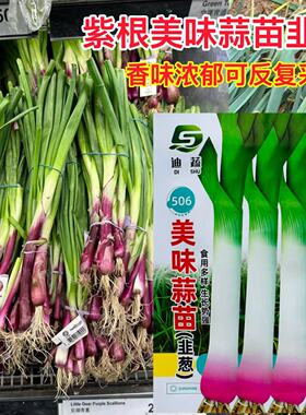 迪蔬蒜苗种子生长势强美味蒜苗种子农家自种四季蔬菜种籽绿色健康