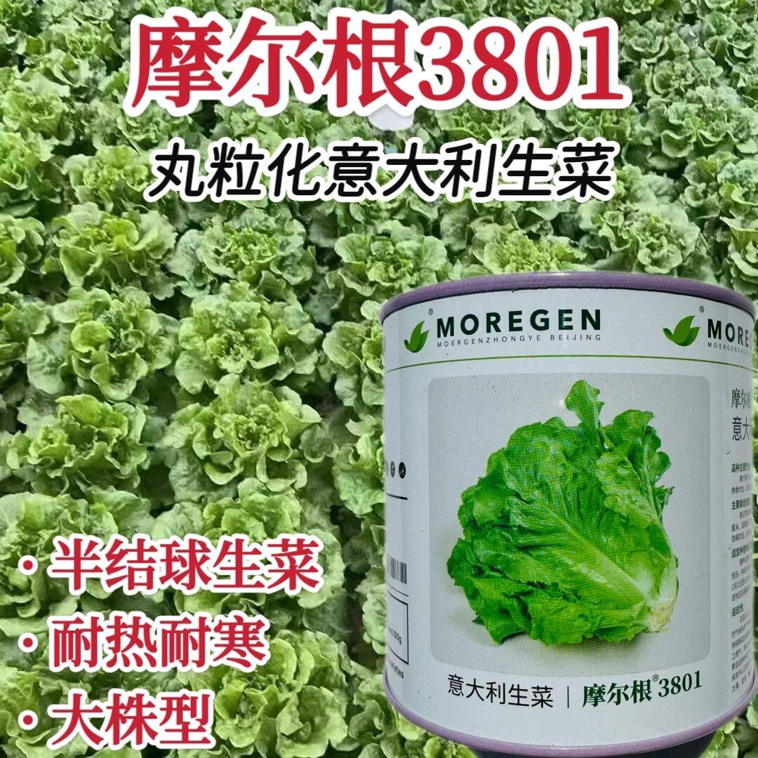 摩尔根3801生菜种子意大利生菜种籽包衣丸粒化半结球生菜种子四季