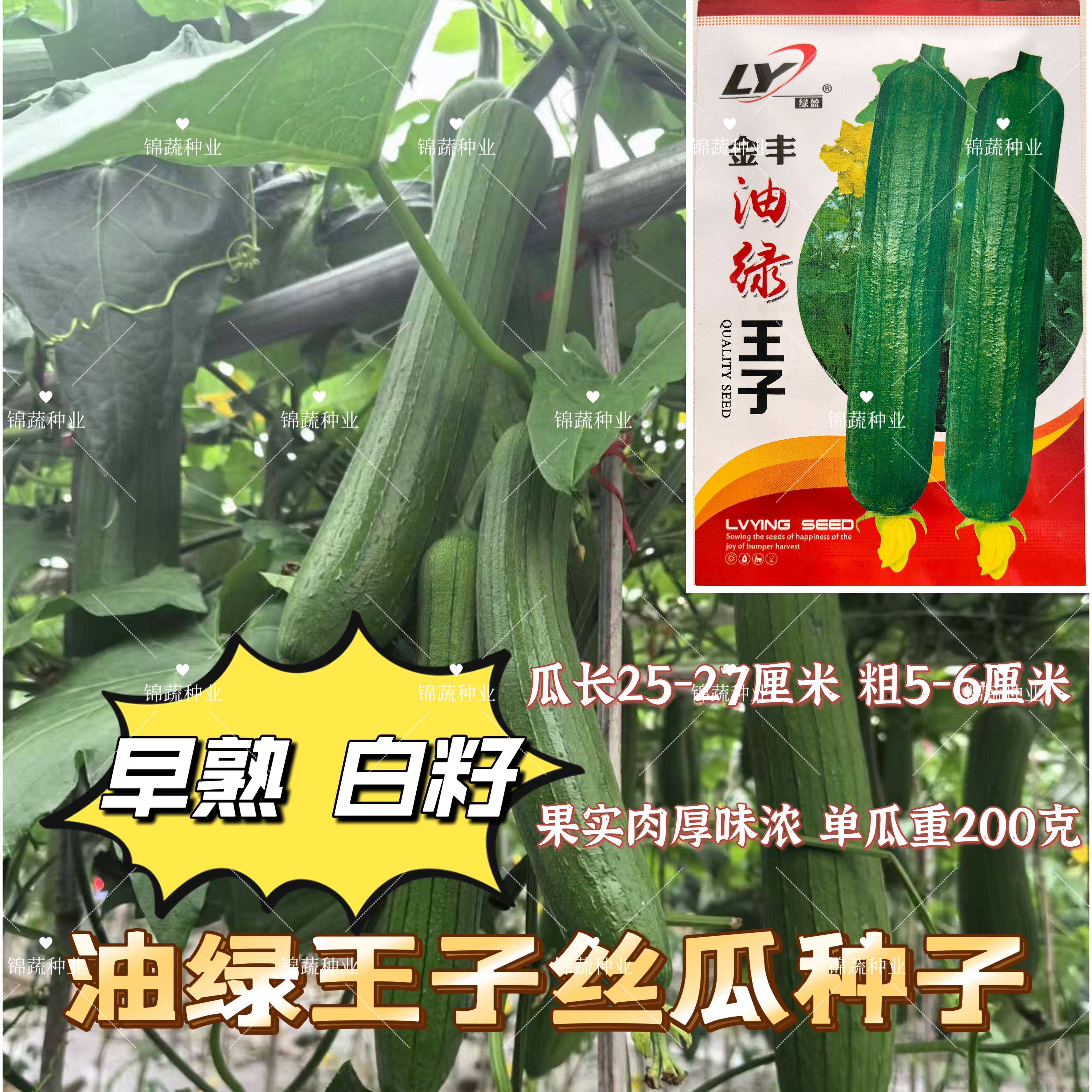 油绿王子丝瓜种子早熟白籽圆筒形油绿香丝瓜种籽肉厚味浓丝瓜种孑