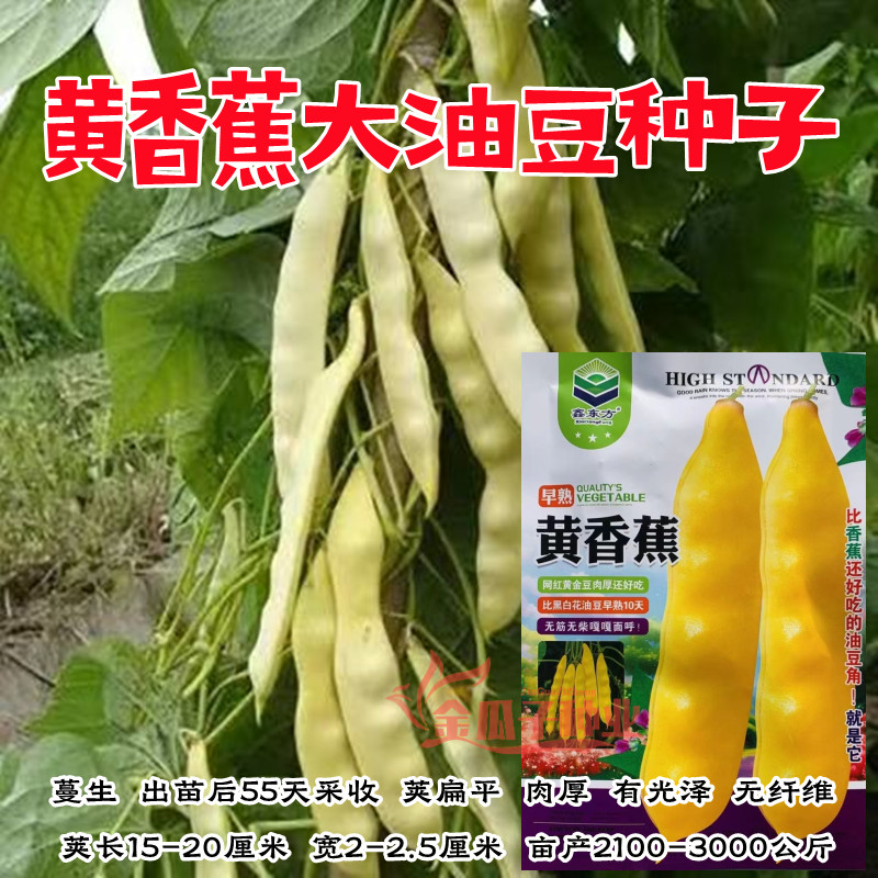 黄香蕉油豆角高产耐热脆嫩耐老