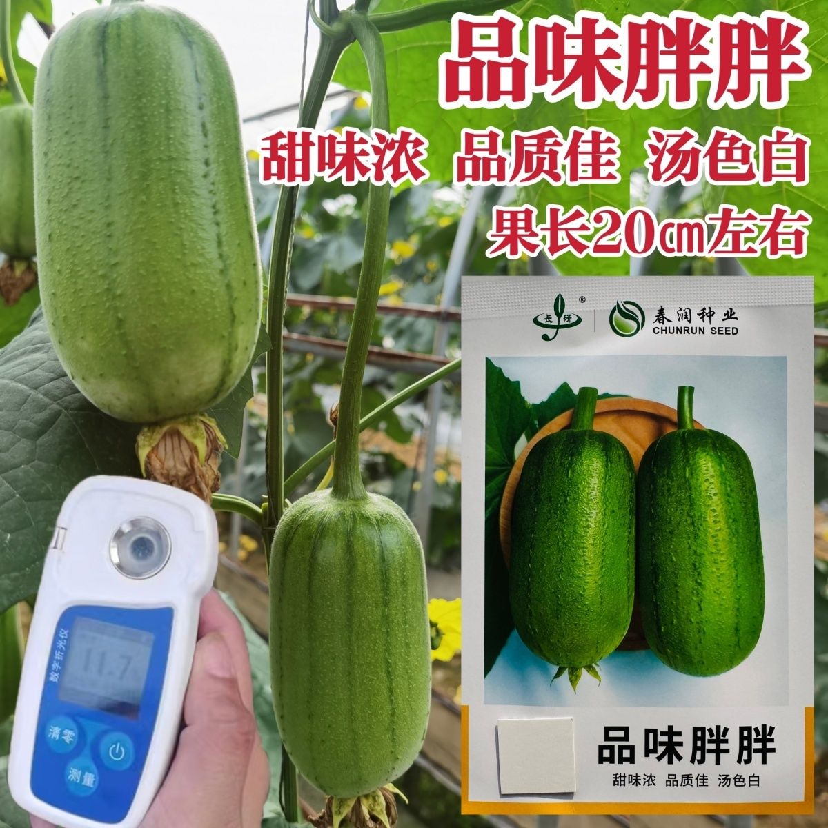 春润品味胖胖香丝瓜种子苹果丝瓜种子短棒形甜味浓汤色白水瓜种子