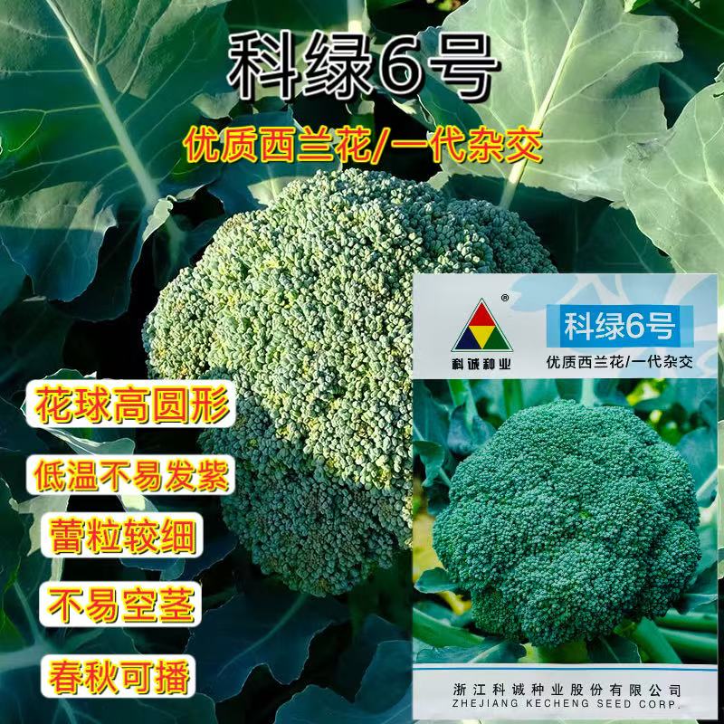 科绿6号杂交优质中熟西兰花种子青菜花种籽花椰菜农户专用蔬菜