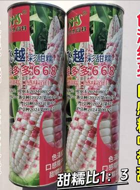 钱多多668彩甜糯玉米种籽大田高产春播甜糯玉米种花彩粘玉米种子