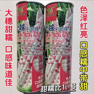 钱多多668彩甜糯玉米种籽大田高产春播甜糯玉米种花彩粘玉米种子