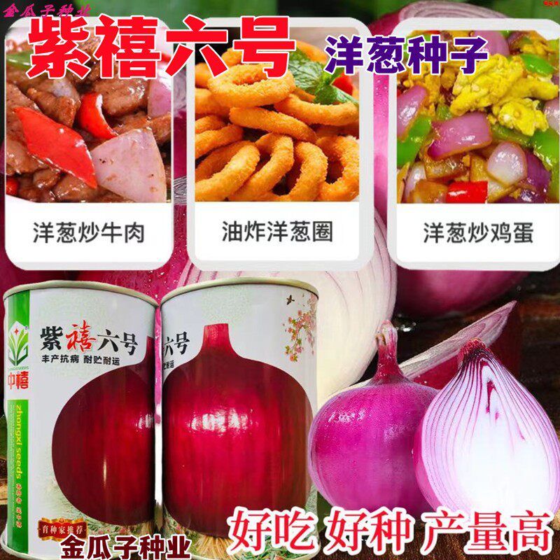 紫禧六号洋葱种子休眠期长特大高产易播圆葱耐寒紫皮四季洋葱种籽
