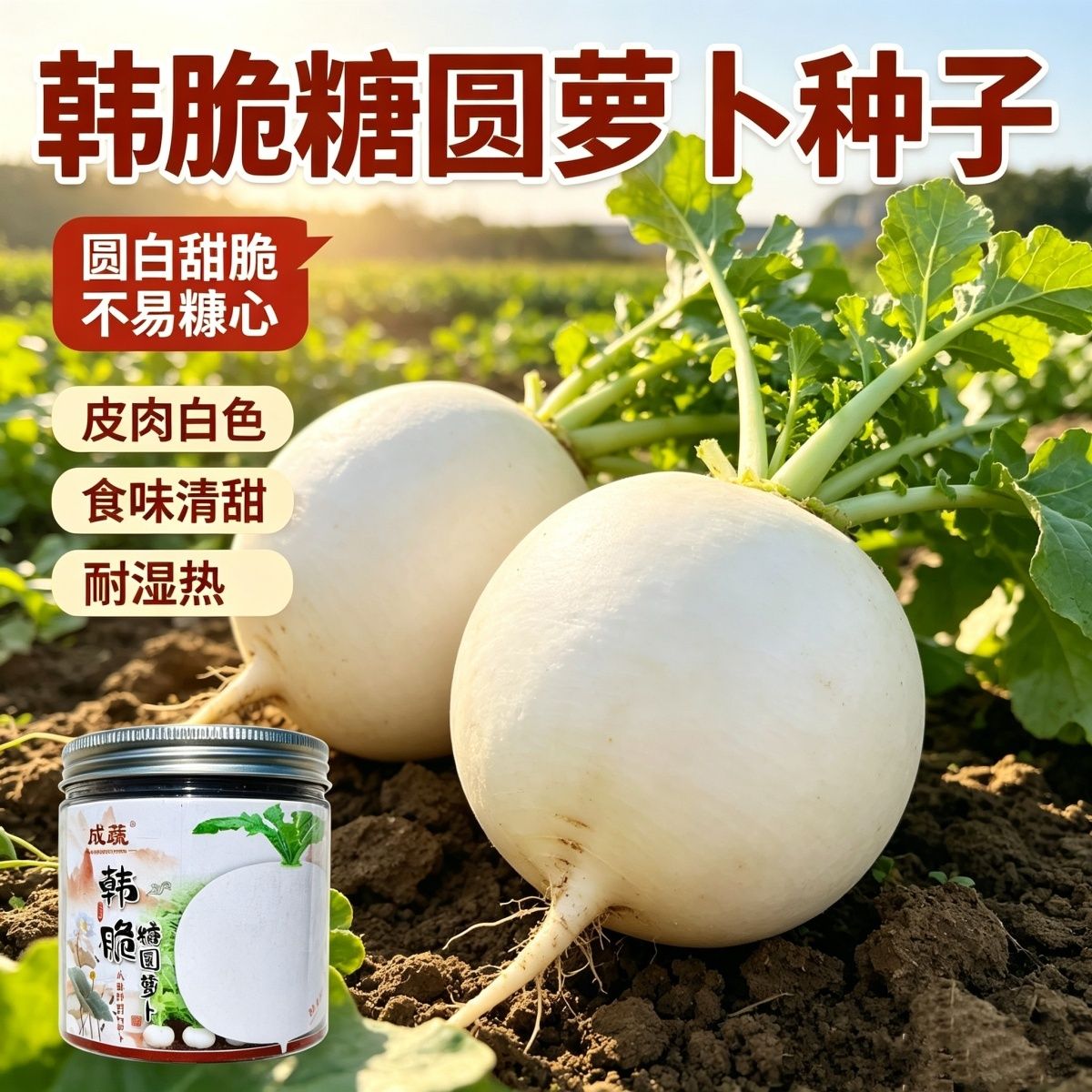 韩脆糖圆萝卜种子罐装50g 早中熟秋冬播不空心大田蔬菜种籽