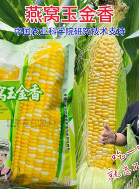 燕窝玉金香燕窝雪糯玉米全新第三代超甜水果爆浆玉好吃籽粒金黄色