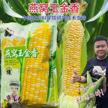燕窝玉金香燕窝雪糯玉米全新第三代超甜水果爆浆玉好吃籽粒金黄色