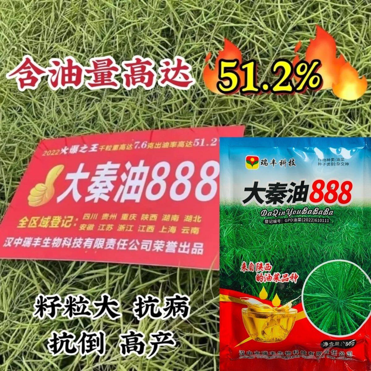 大秦油888油菜种子陕西油菜新品种出油率高抗倒抗病强油菜籽种子