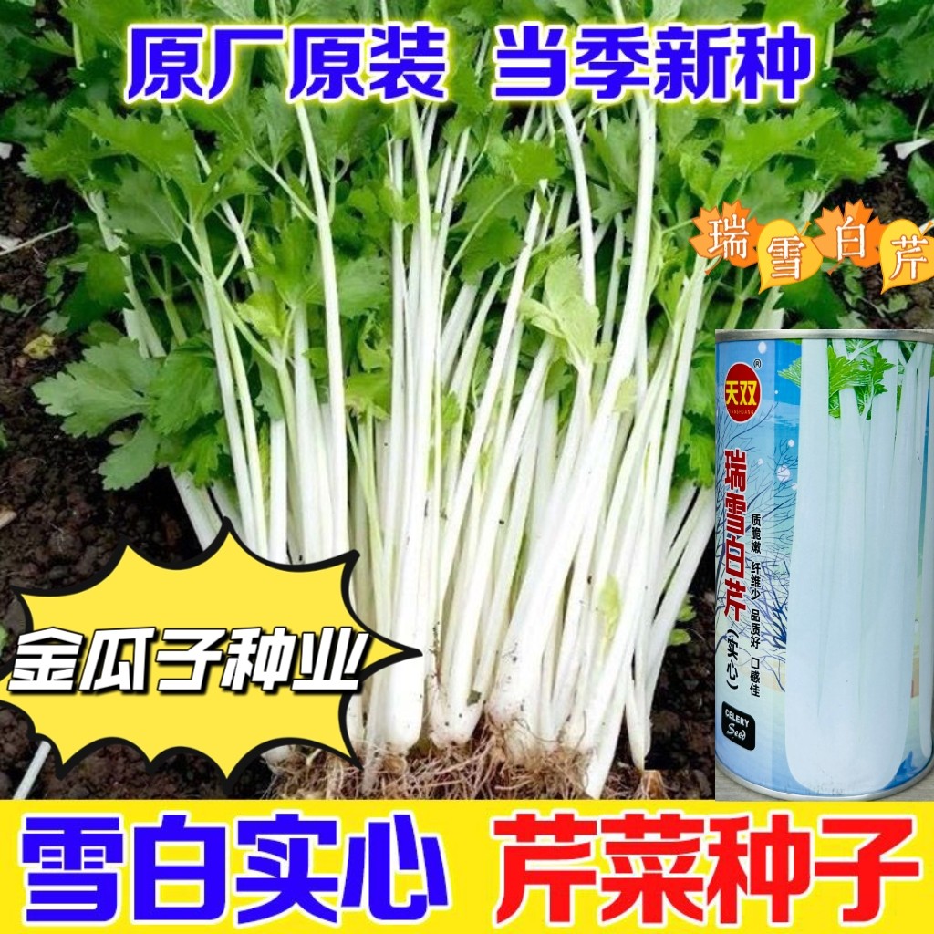 瑞雪白芹菜种子籽中晚熟耐寒实心白杆芹菜种籽四季阳台盆栽蔬菜孑