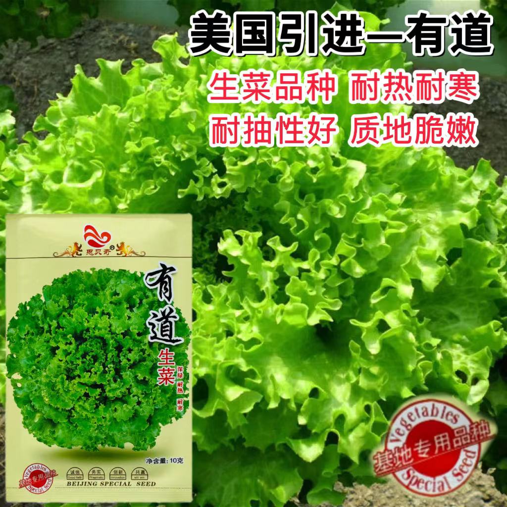 有道生菜种子美国引进散叶生菜耐热耐寒高产春秋露地大田四季种植