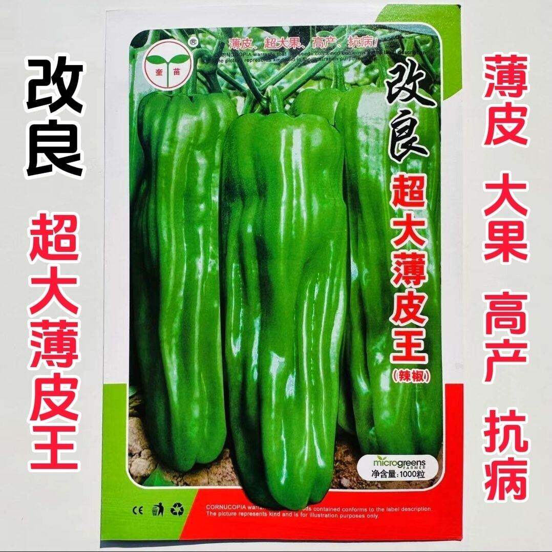 改良超大薄皮王辣椒种子大果灯笼型早熟果皮微皱抗病微辣蔬菜种籽
