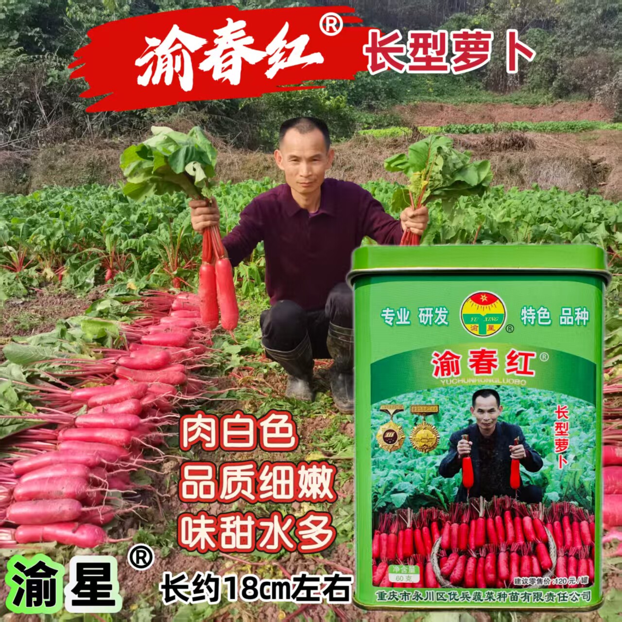 渝春红长型红皮萝卜种子味甜细腻春秋两用长圆柱红皮白肉萝卜种子