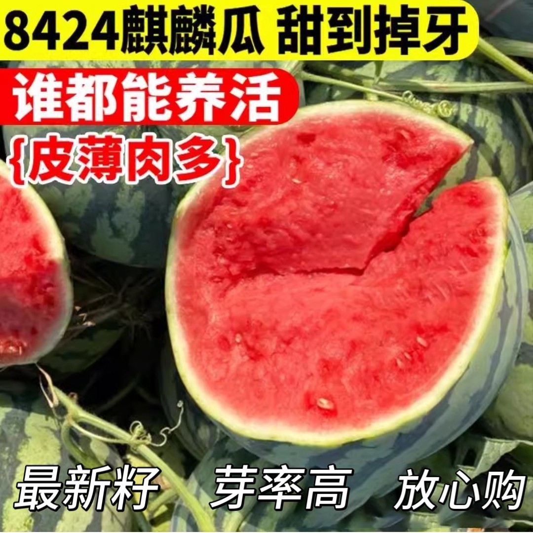8424冰糖麒麟无籽美都懒汉黑美人超大甜王早熟盆栽大田西瓜种籽孑